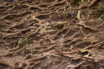 Roots shown outside the mud like nurve coming out