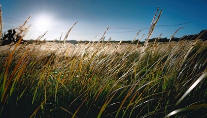 Tall Grass Field with Blue Sky and Sun