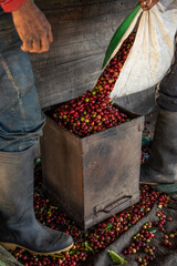 Coffee picker delivering the day's harvest for weighing at the farm, Manizales, Colombia - stock photo