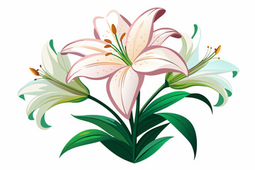  Lilium flowers on white background vector art illustration