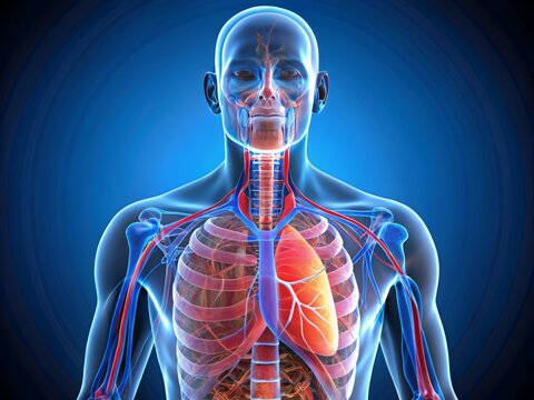 Respiratory system illustration for medical professionals