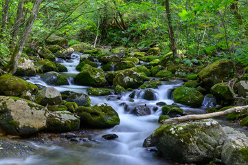 Fototapeta premium 赤川