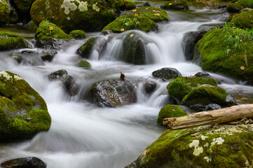 Fototapeta premium 赤川