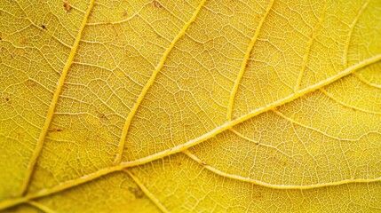 Close-up macro of a yellow leaf showing intricate vein structure and texture, Ai Generation