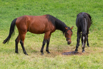Fototapeta premium Pferde am Leckstein auf der Weide