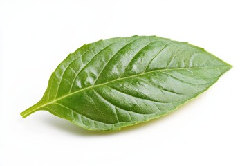 Obraz premium Cinnamon Leaf. Fresh Green Leaf isolated on White Background. Nature Plant Herb Basil Concept.