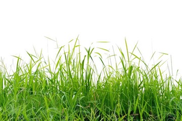 Fototapeta premium A field of green grass with a white background