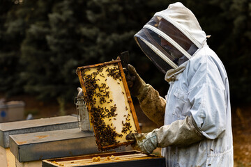 Beekeeper examining hive frame full of bees