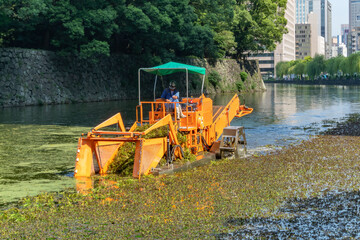 皇居お堀での水草除去作業