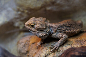 Fototapeta premium A bearded dragon perched on a rock in an indoor terrarium, showcasing its unique scales and natural habitat
