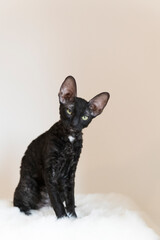 Porträt einer jungen schwarzen Cornish Rex Katze