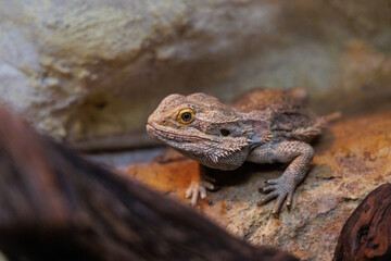 bearded dragon resting on a rock in a naturalistic habitat, showcasing its textured skin and curious expression