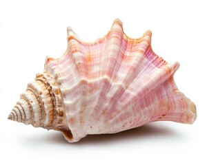 Obraz premium Conch. Pink Queen Seashell Isolated on White Background. Beauty of Aquatic Animal Shell