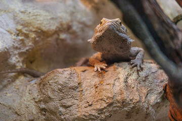 Bearded dragon perched on a rock, basking in warm light in a naturalistic habitat during a sunny afternoon