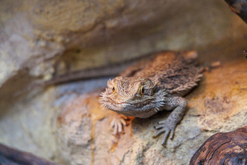 bearded dragon resting on a rocky surface in a warm habitat during daylight hours