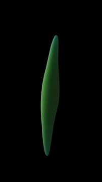 Closterium and diatom algae under the microscope 3d animation
