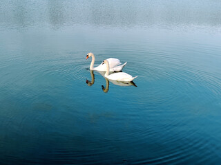 Swans couple on the lake
