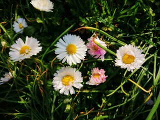 Daisies