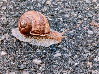 Nature snail on the road