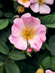 Rose hip in the forrest