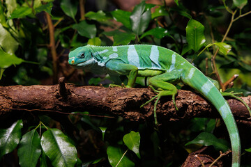 Lau banded iguana, Brachylophus fasciatus perched on a branch surrounded by lush tropical foliage in a vibrant rainforest habitat © Maryna