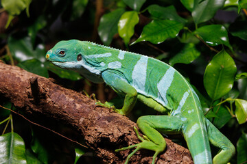 Bright green iguana resting on a branch surrounded by lush foliage in a tropical setting
