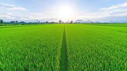Obraz premium Aerial View of Tranquil Rice Field Bathed in Sunshine - Drone Photography