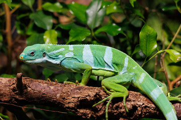 Bright green iguana perched on a branch surrounded by lush foliage in a tropical setting during daylight