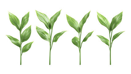 Obraz premium Four green leaf on a transparent background,Four Lily of the valley Leaf Isolated,Four Tropical Plant Leaves,leaf transparent png,Decoration work, green plants,Four green leafed plants, Ai