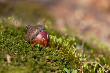 the acorn lies on the green moss of the autumn forest. juicy green moss and acorn, spring in the...