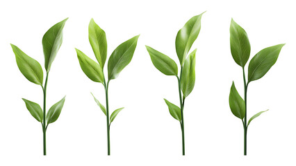 Four green leaf on a transparent background,Four Lily of the valley Leaf Isolated,Four Tropical Plant Leaves,leaf transparent png,Decoration work, green plants,Four green leafed plants, Ai