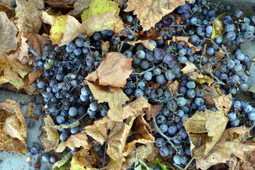 rotten blue grapes. Bunch of ripe grapes with dried berries. Dry season. close-up, background with berries and dry leaves. lost harvest, disease, fungus. abandoned vineyard. winemaking problems