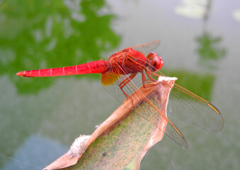 Libellula rossa
