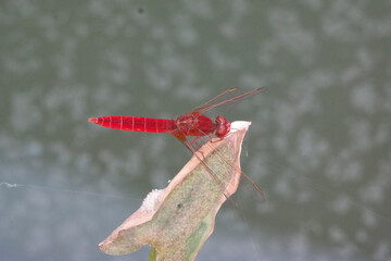 Libellula rossa