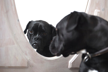 Schwarzer Boxer Mischling schaut sich im Spiegel an
