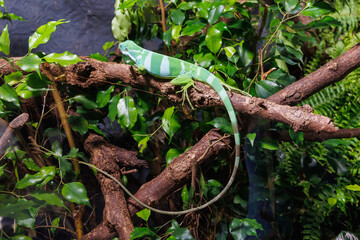 Obraz premium A vibrant green chameleon rests on a thick branch surrounded by lush foliage in a tropical setting during daylight hours