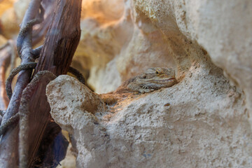 A bearded dragon resting comfortably in its natural habitat on a rocky surface during sunlight