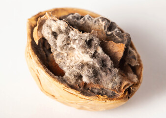 Rotten and moldy walnut on a white background. Brain disease concept, meningitis and and Alzheimer's disease, close-up