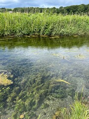 stream in the forest