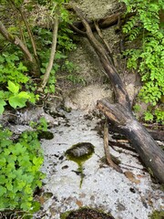 lake in the forest