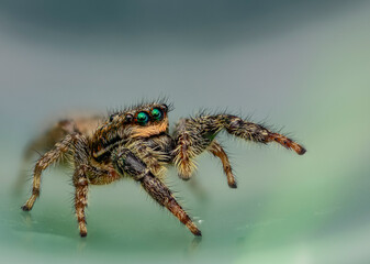 Jumping spider macro close up 