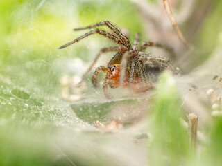macro close up of a spider on a web 
