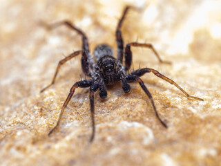 black wolf spider on a rock