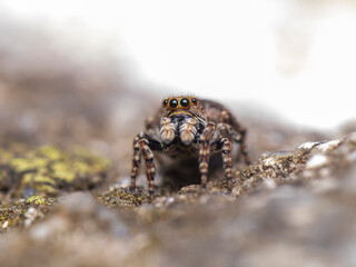 Jumping spider macro close up 