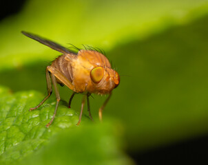 fly on leaf