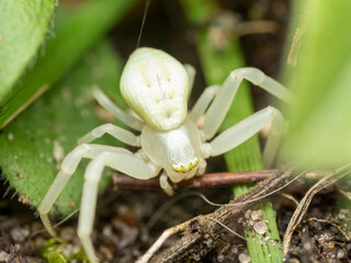 White crab spider on a leaf macro close up