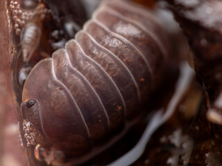 Isopod macro close up