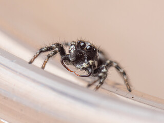 Jumping spider macro close up 