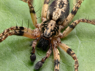 black and yellow spideron the leaf macro close up