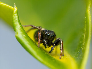 Jumping spider macro close up 